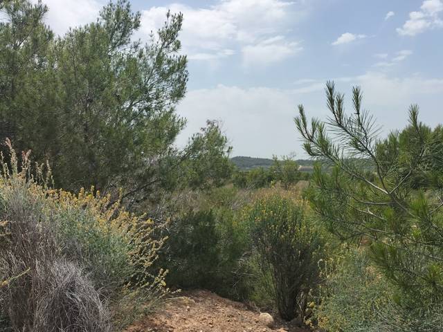 Terreno residencial en Venta en PTA. CHACARELL pol 27, parcela 240 en Vilamarxant