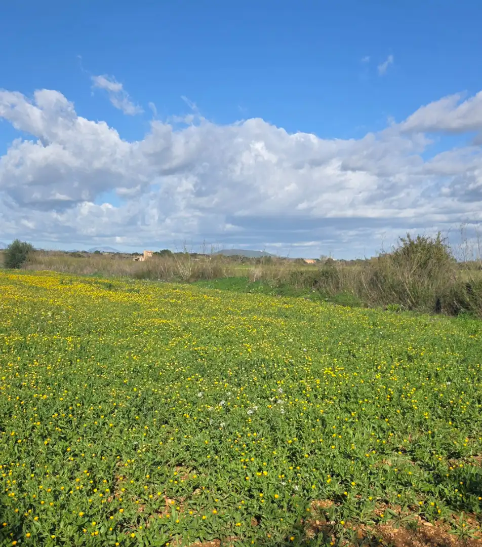 Land for sale in Porreres