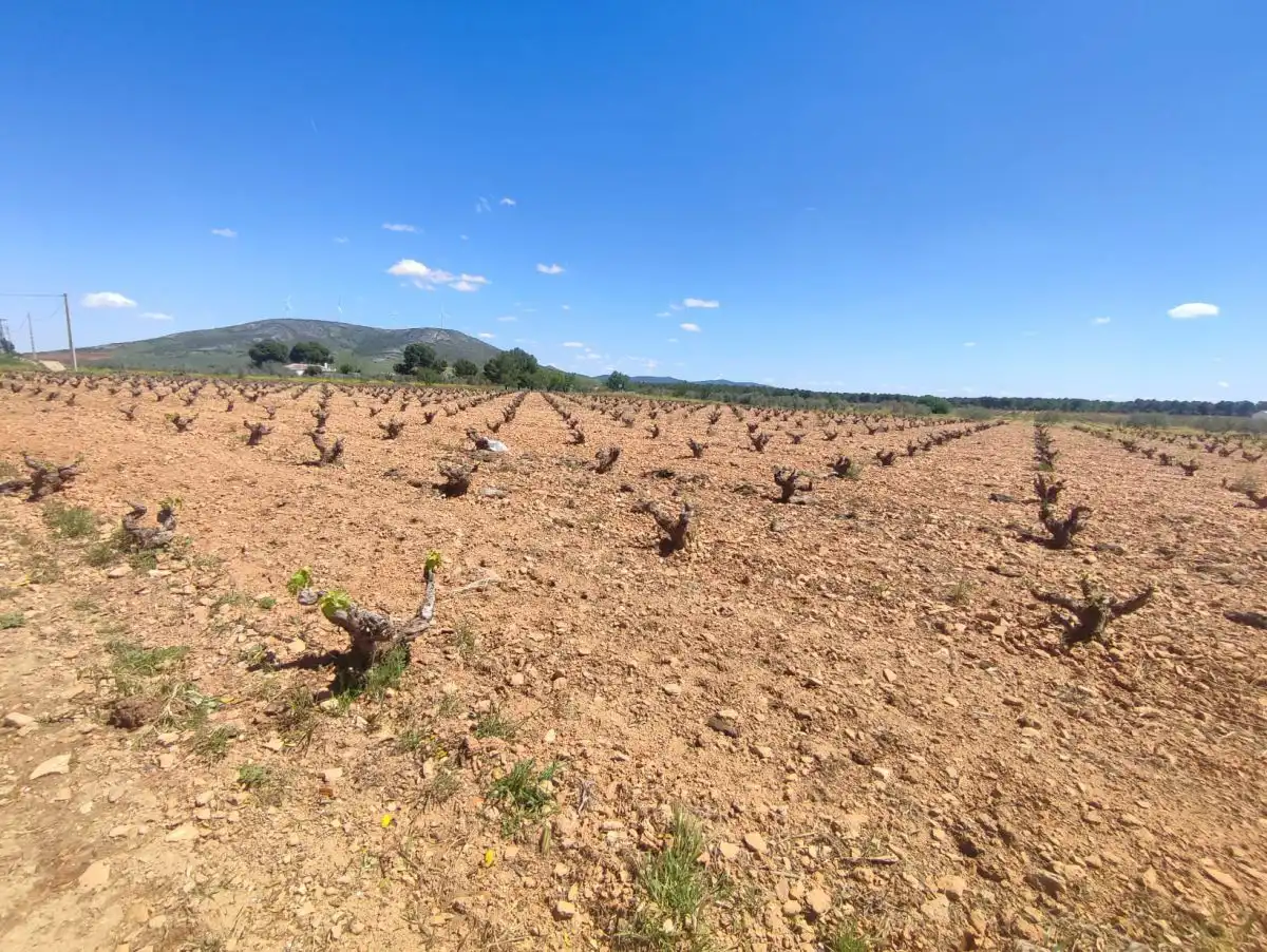 Rural land for sale in Valdepeñas, imagen 2