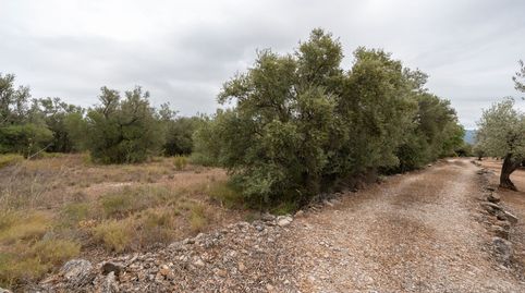 Finca rústica sin ninguna edificación y buen acceso, immagine 5