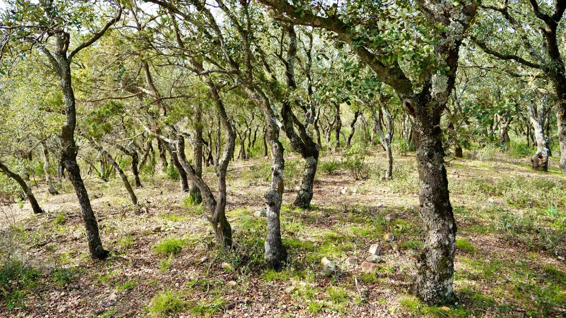 Land for sale in Arbancón