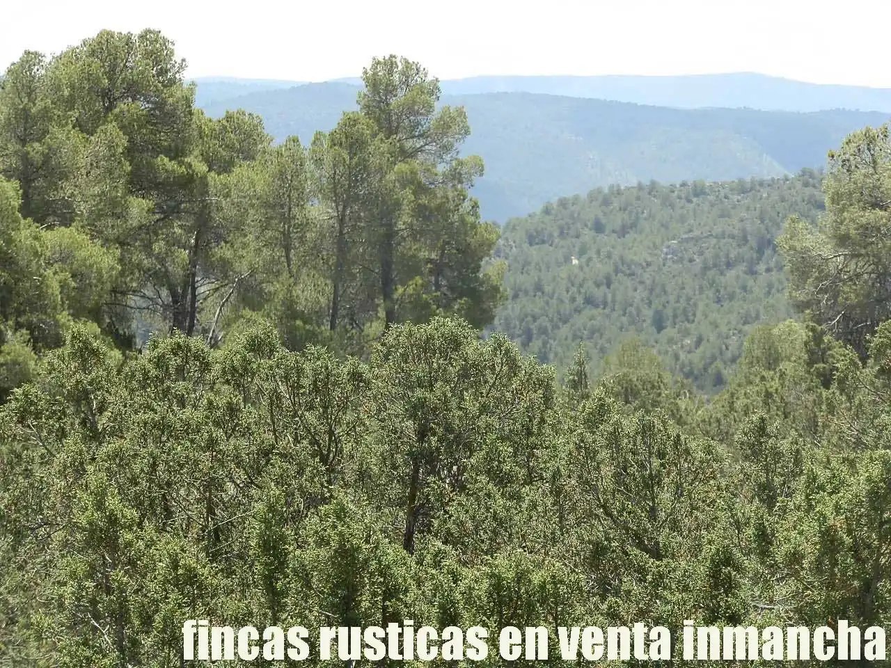 Rural land for sale in Letur, imagen 5