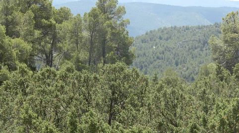 finca en venta 1.000 Has. Caza Mayor en Letur (Albacete), immagine 5