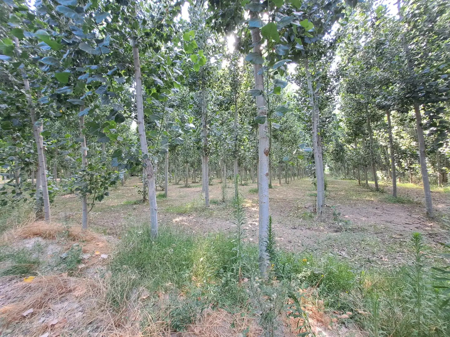 Land for sale in Fuente Vaqueros