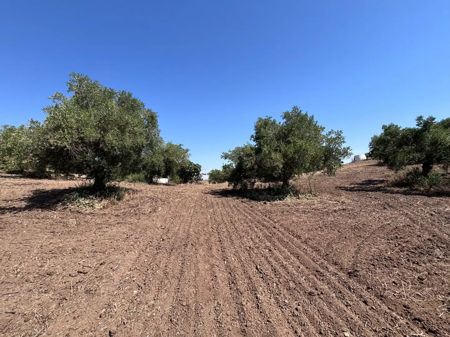 Terreni e lotti in vendita a Arcos de la Frontera, imagen 22