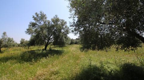 Foto 4 von Grundstücke zum Verkauf in Esparragalejo, Badajoz