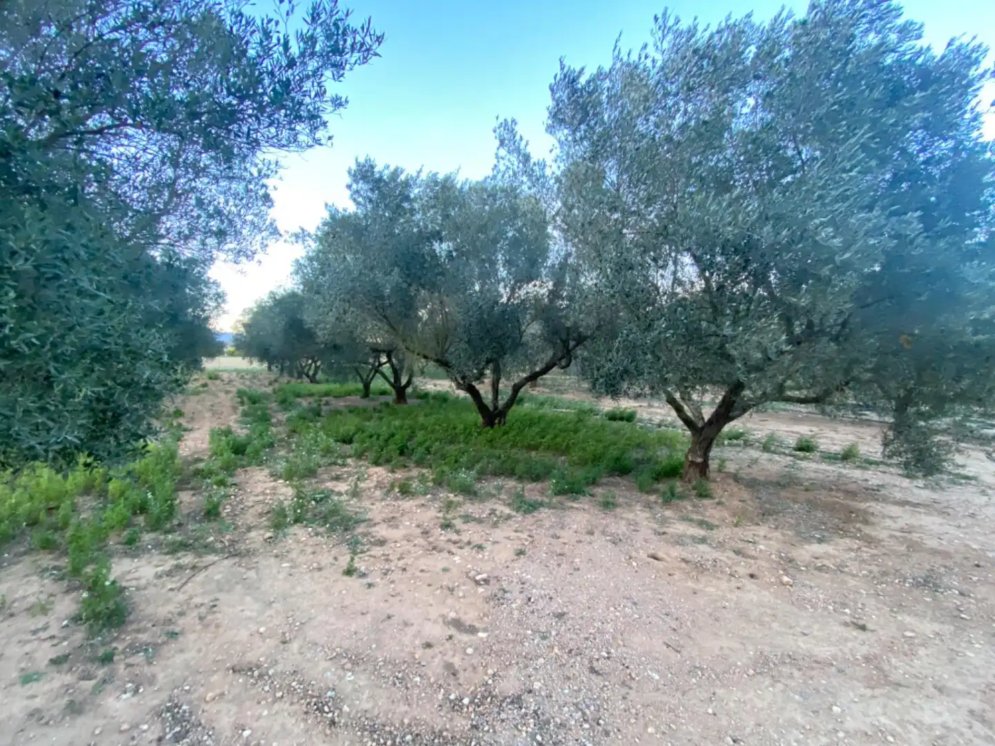 Finca rústica en venda en Masdenverge amb Piscina