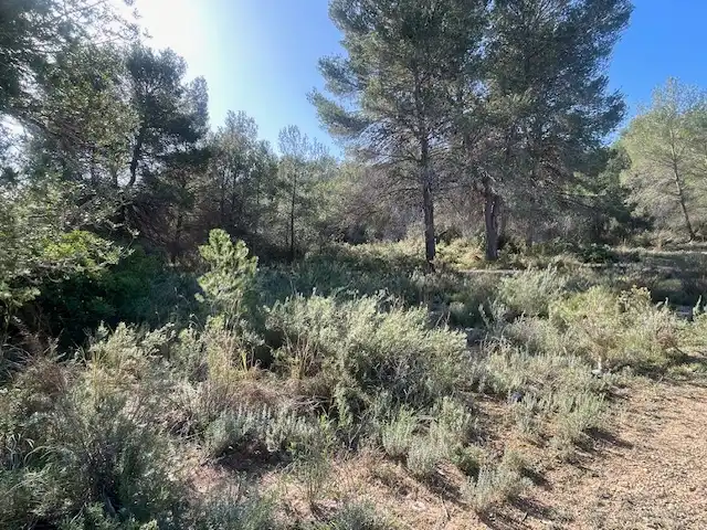 Rural land for sale in Albalat dels Tarongers, imagen 4