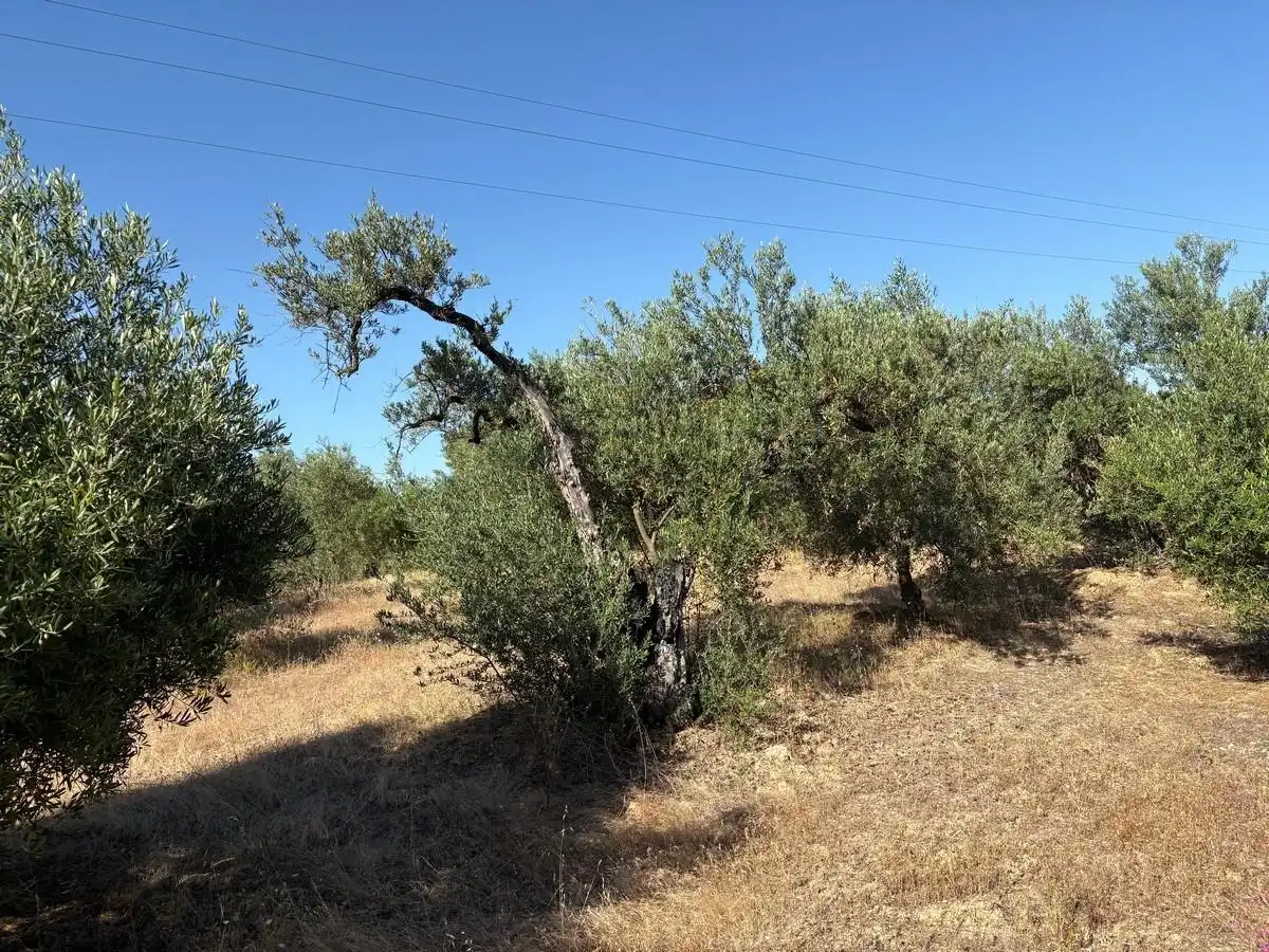 Terreny rústic en venda a Sanlúcar la Mayor, imagen 10