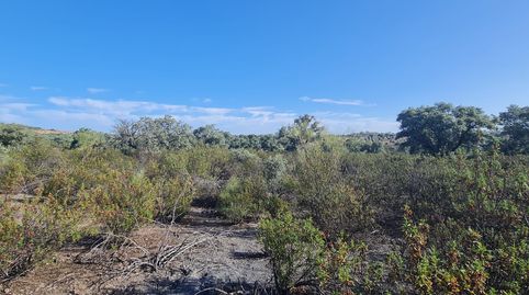 Venta de terreno en Alcaracejos, imagen 3