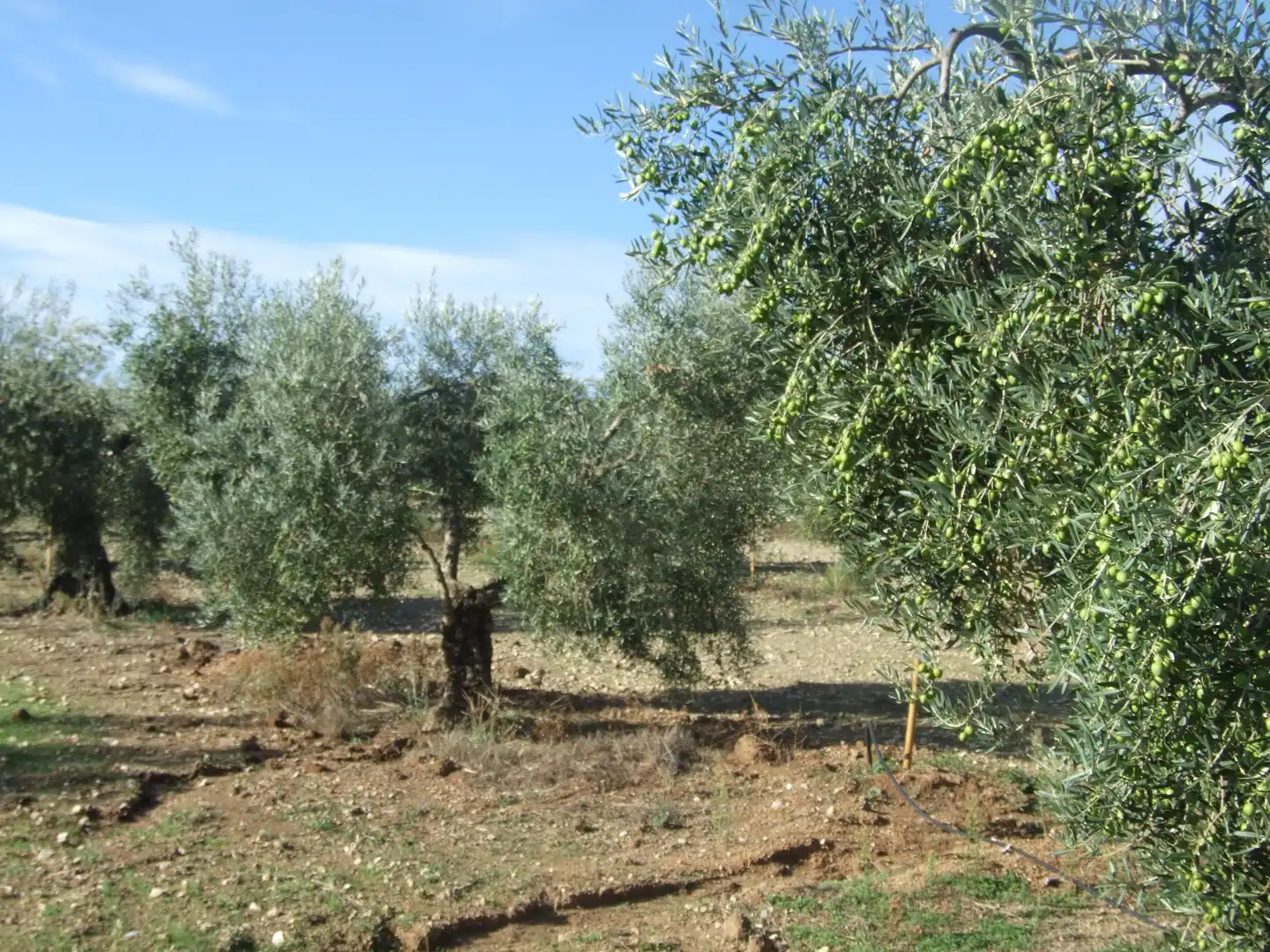 Terreno en venta en Calzadilla de los Barros
