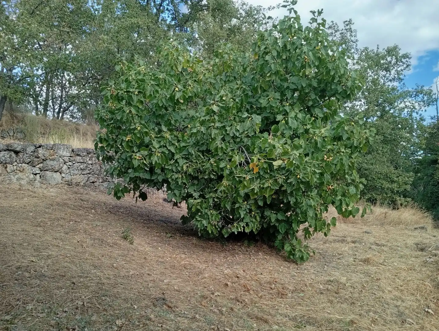 Terreni e lotti in vendita a Villanueva de la Vera, imagen 58