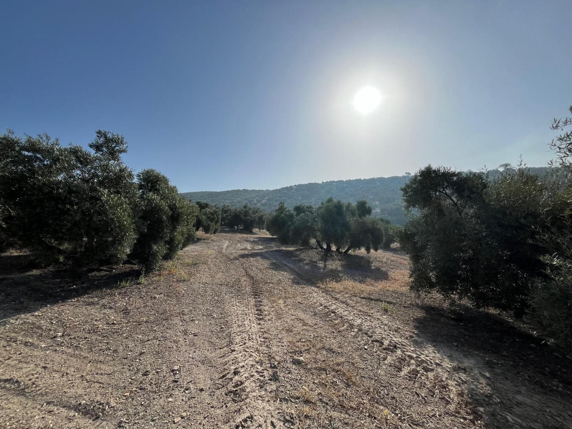 Finca rústica en venta en Lucena