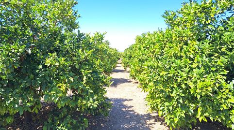 CAMPO DE NAVELINAS EN VENTA, immagine 5
