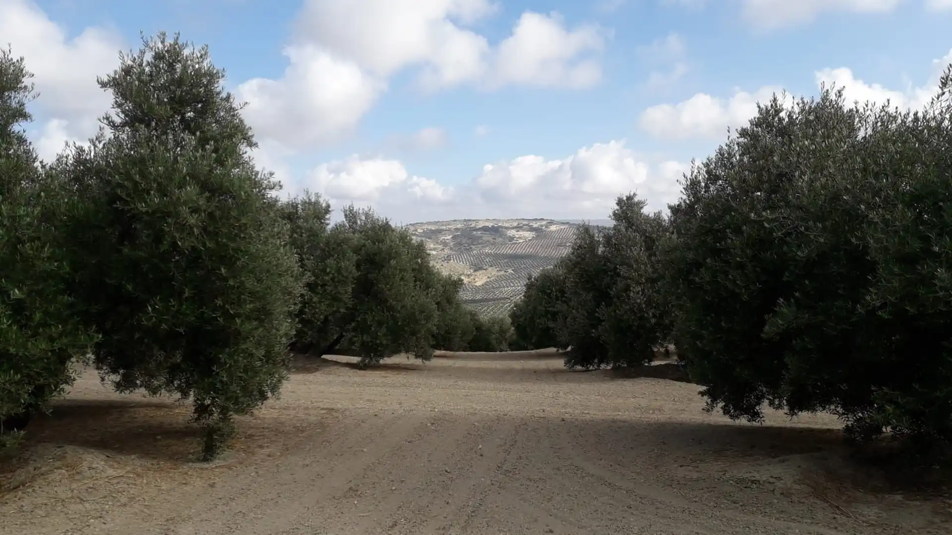 Terreno en venta en Úbeda