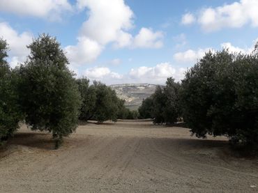 Terreny rústic en venda a Úbeda
