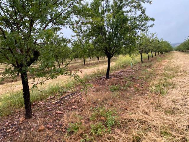 Terreno en Venta en Yecla