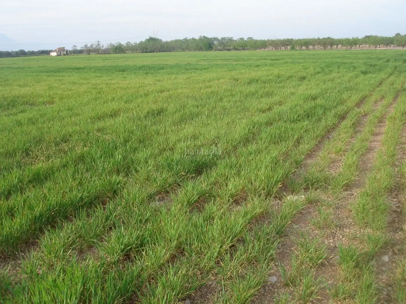 Rural land for sale in Godall, imagen 5