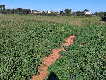 Terreno rustico in vendita a Plaça Num 17 105