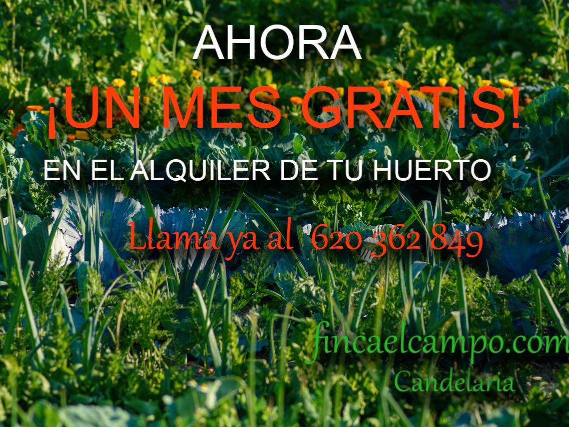 Garten von Grundstücke zur Miete in Candelaria