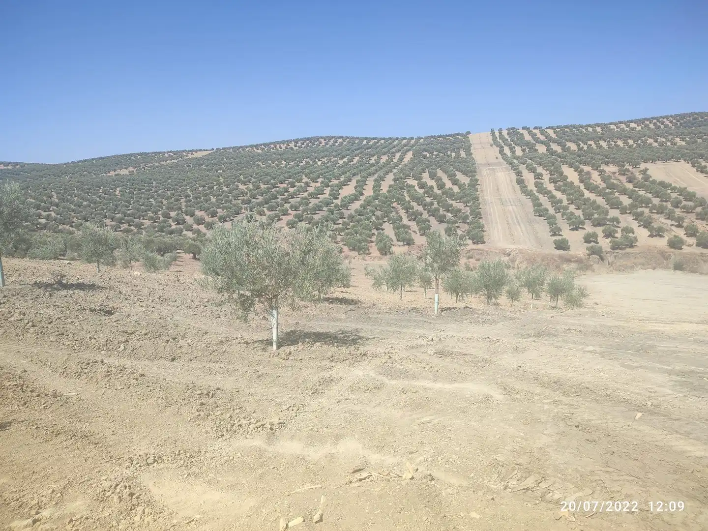 Lands and plots for sale in Bujalance, imagen 3