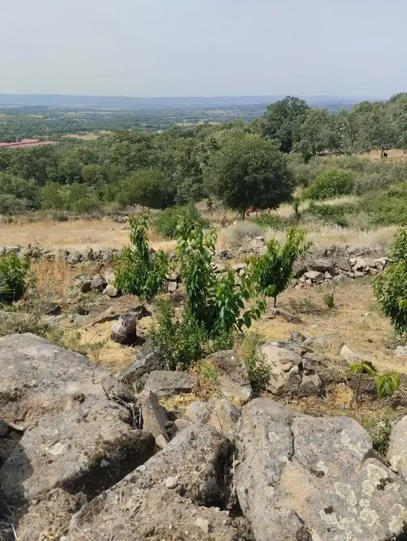 Finca rústica en venta en Pasarón de la Vera