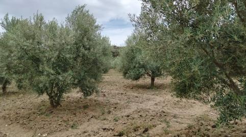 Foto 4 de Finca rústica en venda a Partidas Sur, Ronda