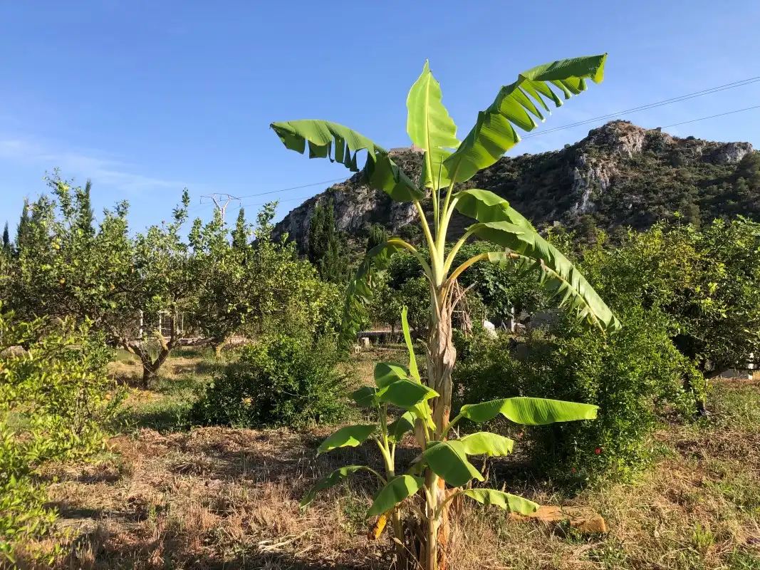 Jardín de Terreno en venta en Gandia