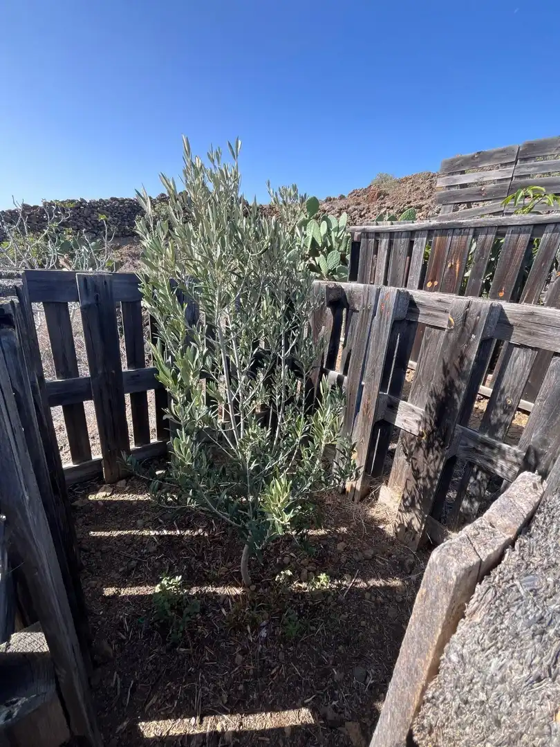 Jardín de Residencial en venta en El Pinar de El Hierro
