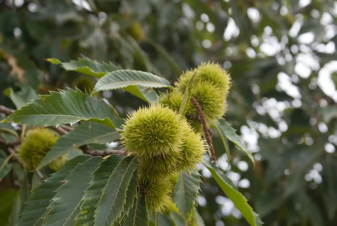 Jardí de Terreny en venda en El Sauzal
