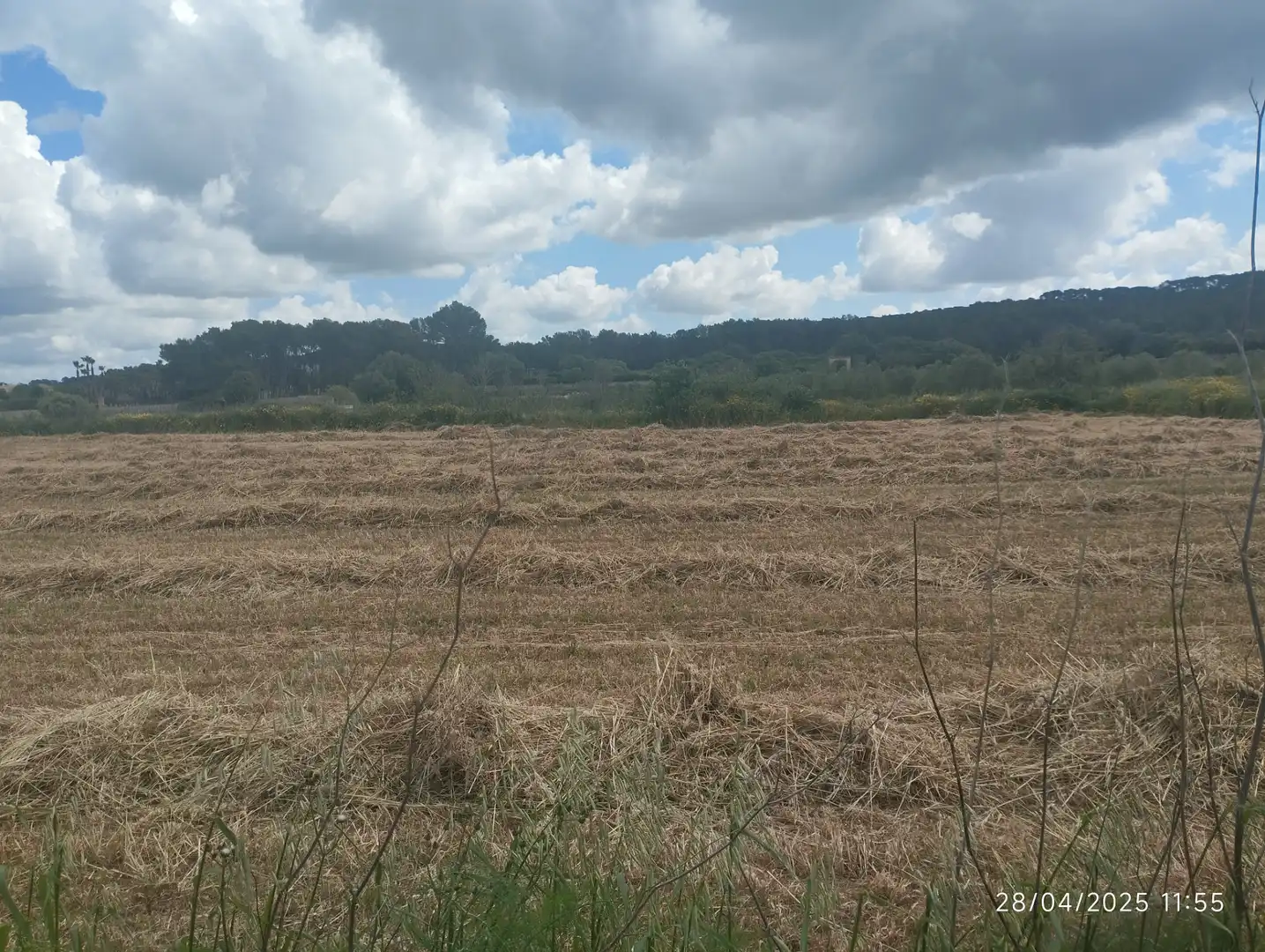 Rural land for sale in Algaida, imagen 4