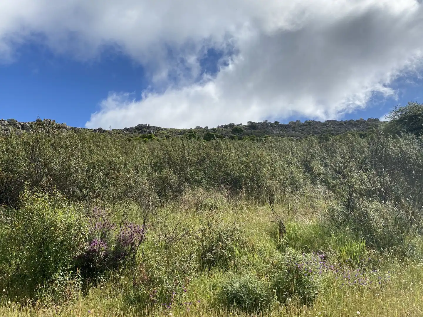 Terreno en venta en Deleitosa