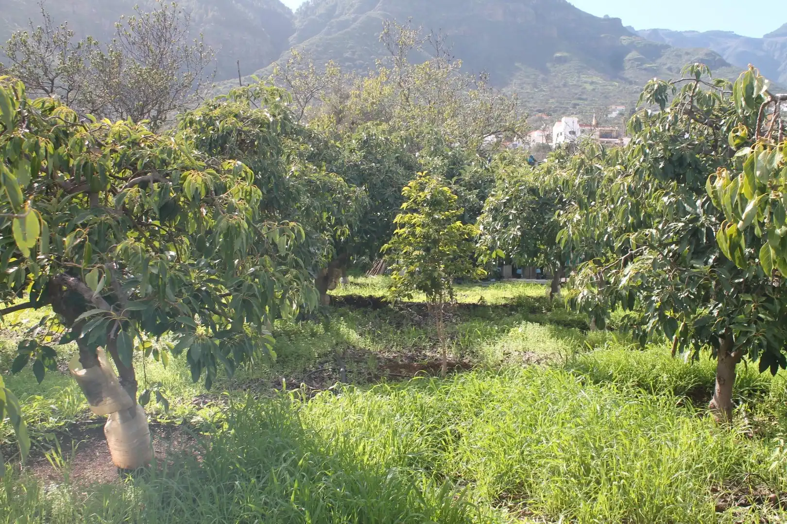 Terreny rústic en venda a Valsequillo de Gran Canaria, imagen 20