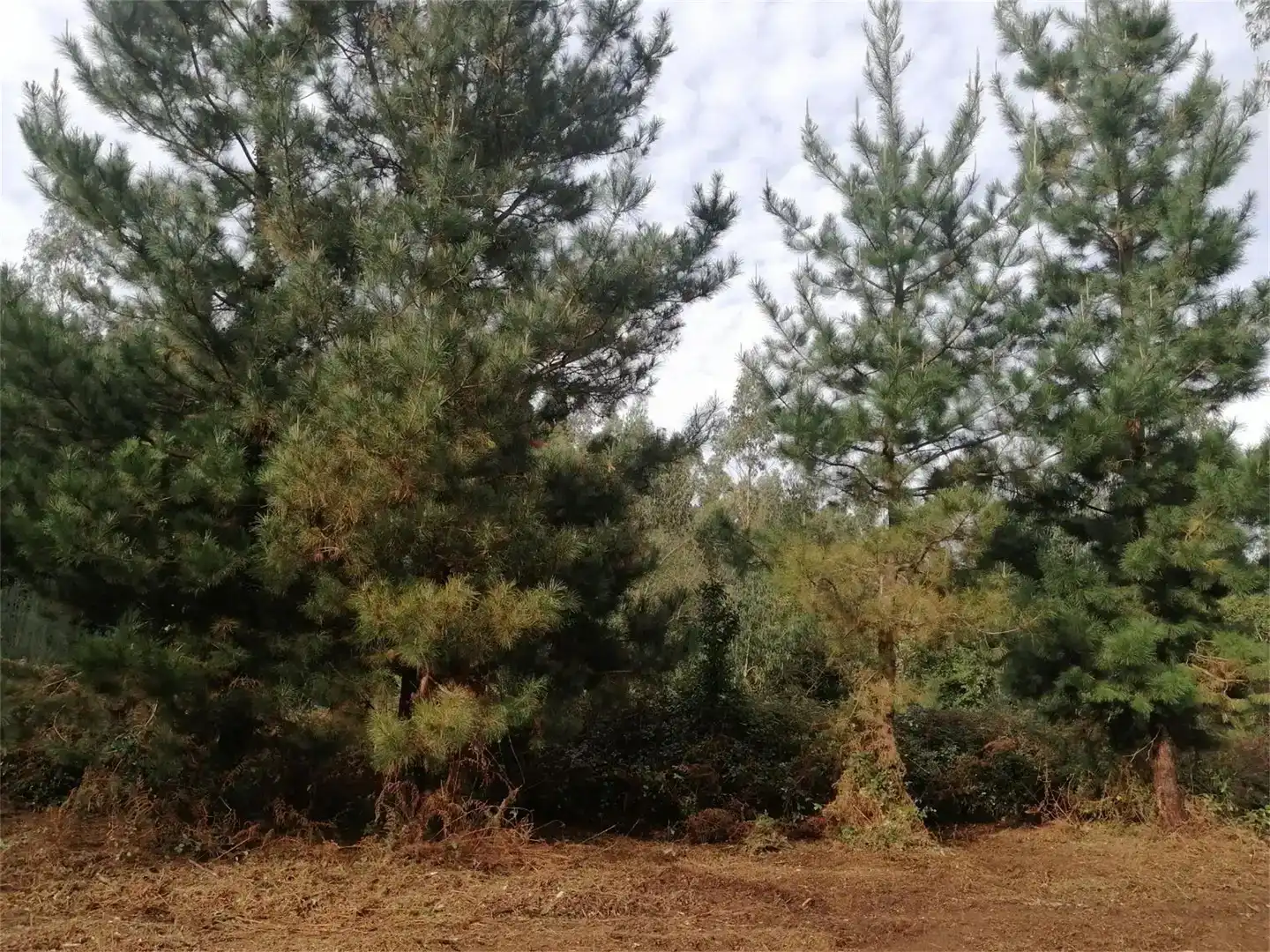 Terreno en venta en Cerdido