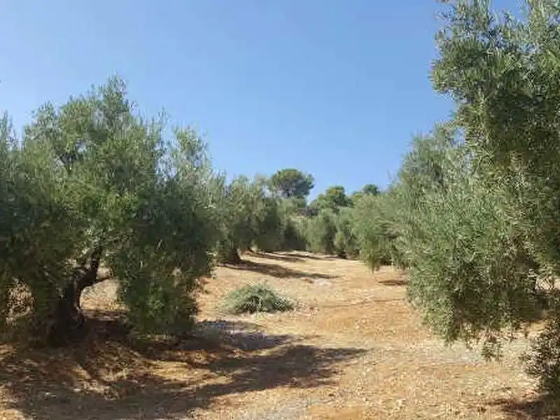 Terreni e lotti in vendita a Arroyo del Ojanco, imagen 4