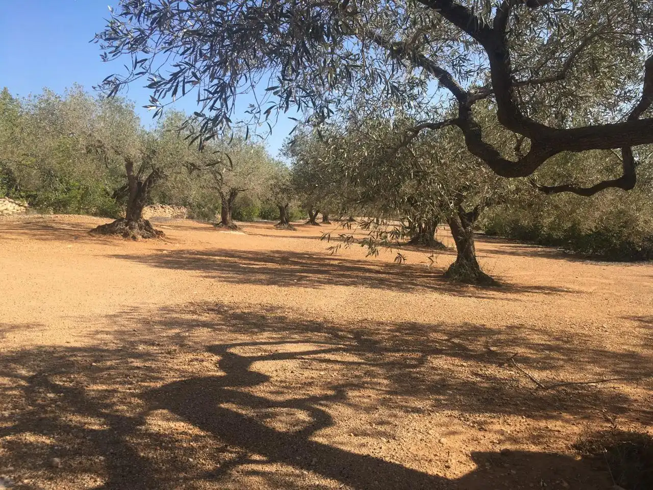 Terrenos y solares en venta en Estany Podrit, imagen 3