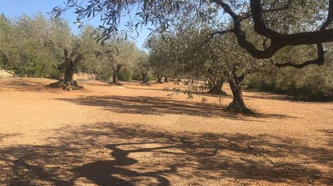 Finca rústica de 9 Hectáreas de olivos., imatge 3
