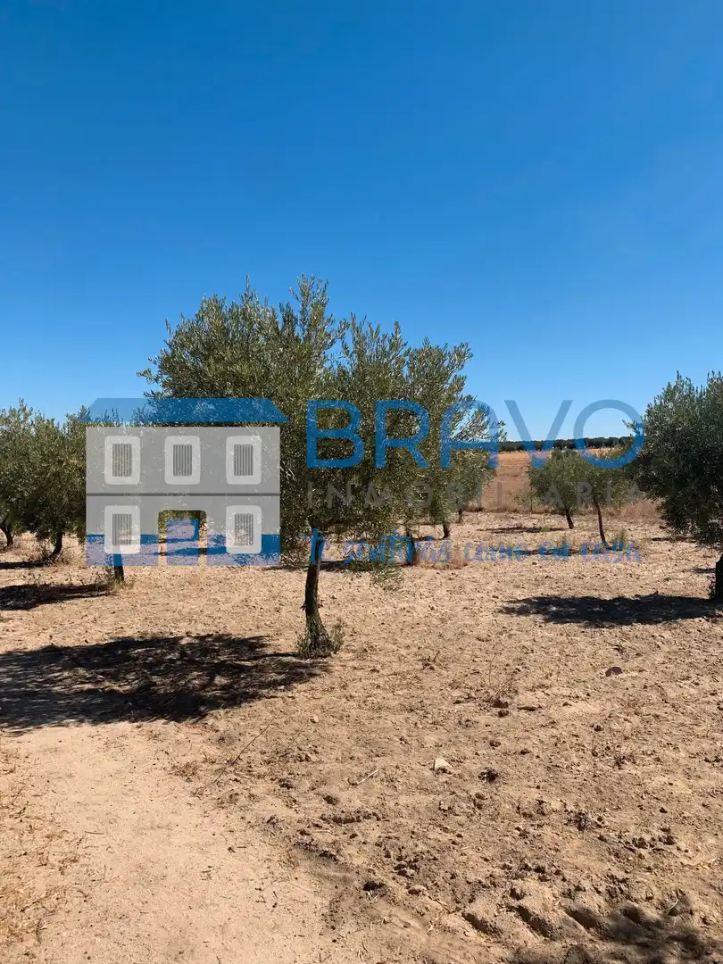 Chalet en venta en La Haba, imagen 41