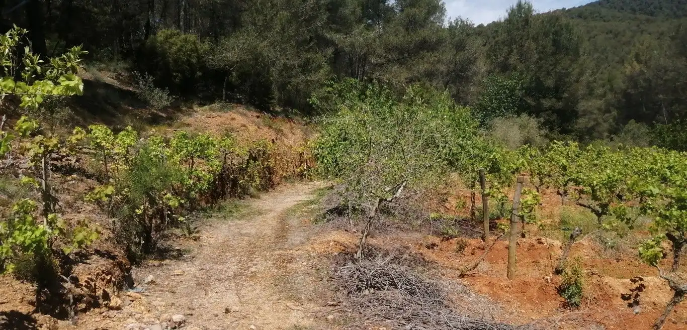 Terreny rústic en venda a Olesa de Bonesvalls, imagen 4