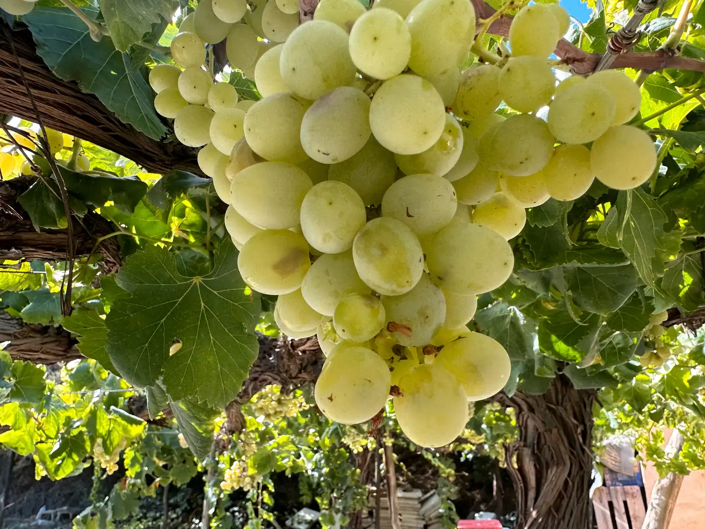 Vista exterior de Finca rústica en venda en Canjáyar amb Jardí privat, Terrassa i Traster