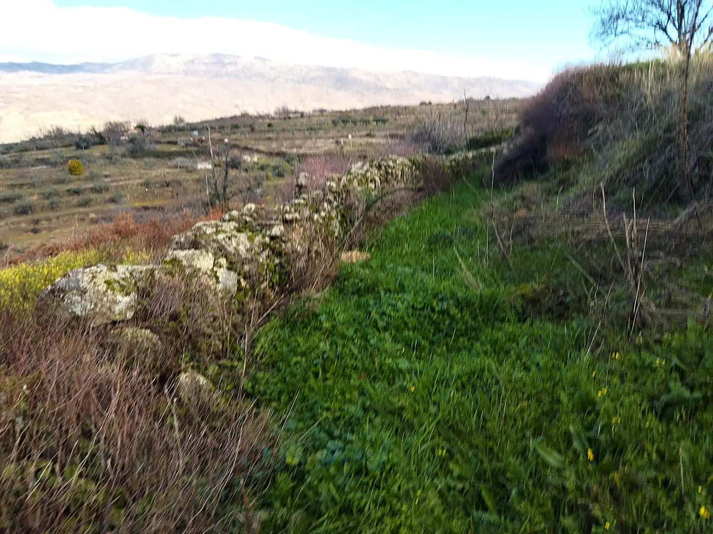Land for sale in Casas del Castañar
