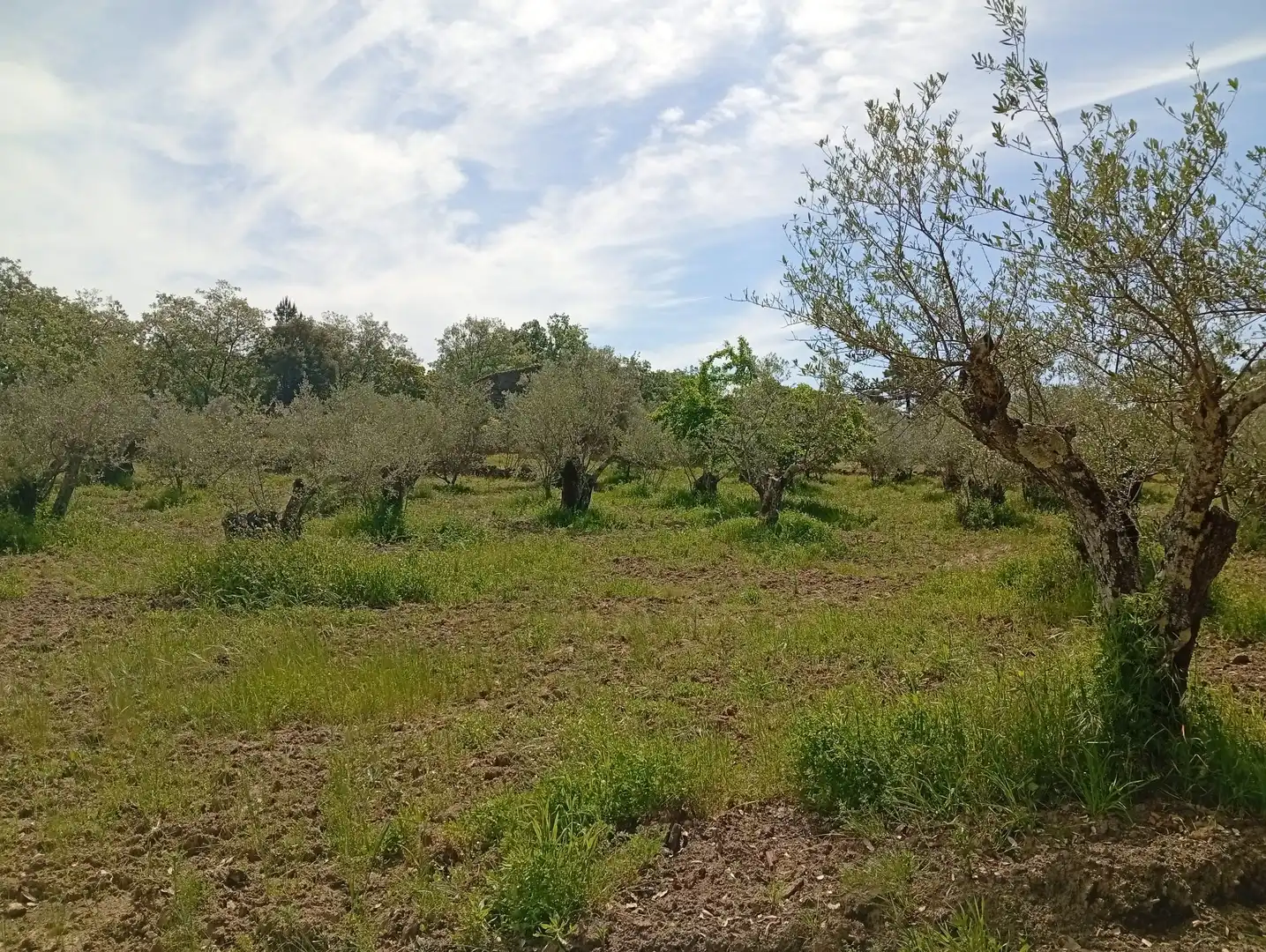 Terreni e lotti in vendita a Villanueva de la Vera, imagen 45