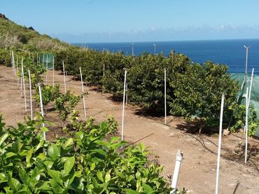Rustikales Grundstück zum Verkauf in Buenavista del Norte