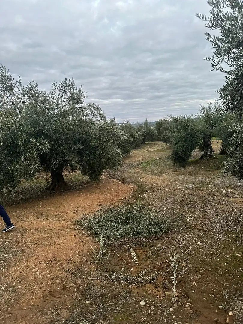 Grundstücke zum Verkauf in Andújar