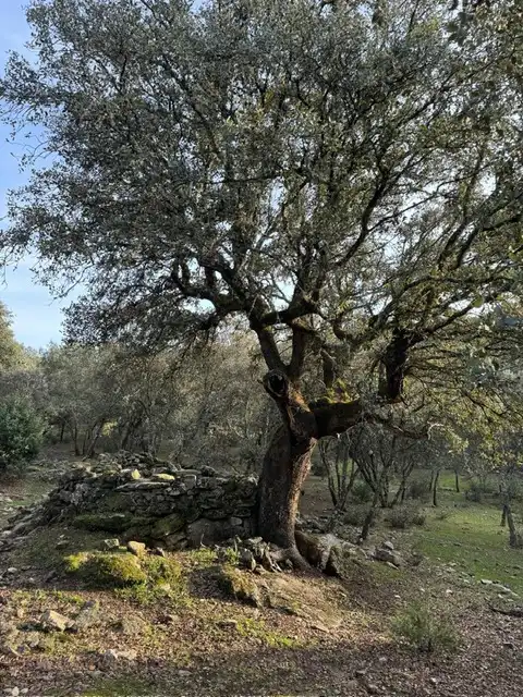 Vista exterior de Terreno en venta en Almendral de la Cañada, Toledo