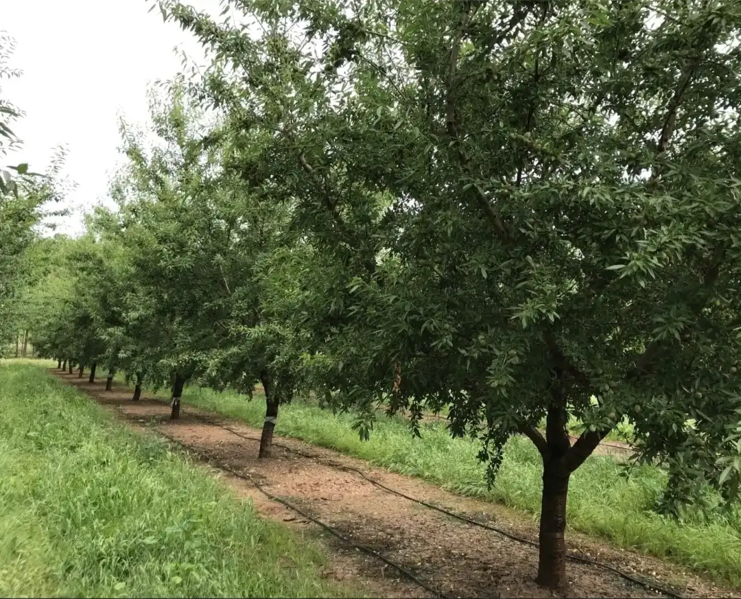 Terrenos y solares en venta en Hellín, imagen 6