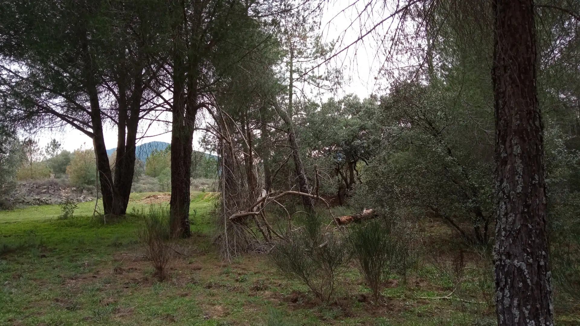 Terreny rústic en venda a Sotillo de la Adrada, imagen 4