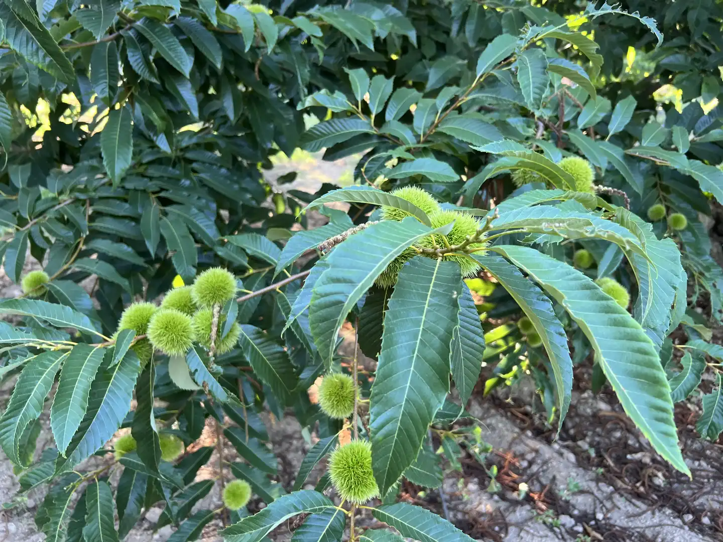 Terreni e lotti in vendita a Garganta la Olla, imagen 24