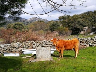 Rural land for sale in Fresnedillas de la Oliva