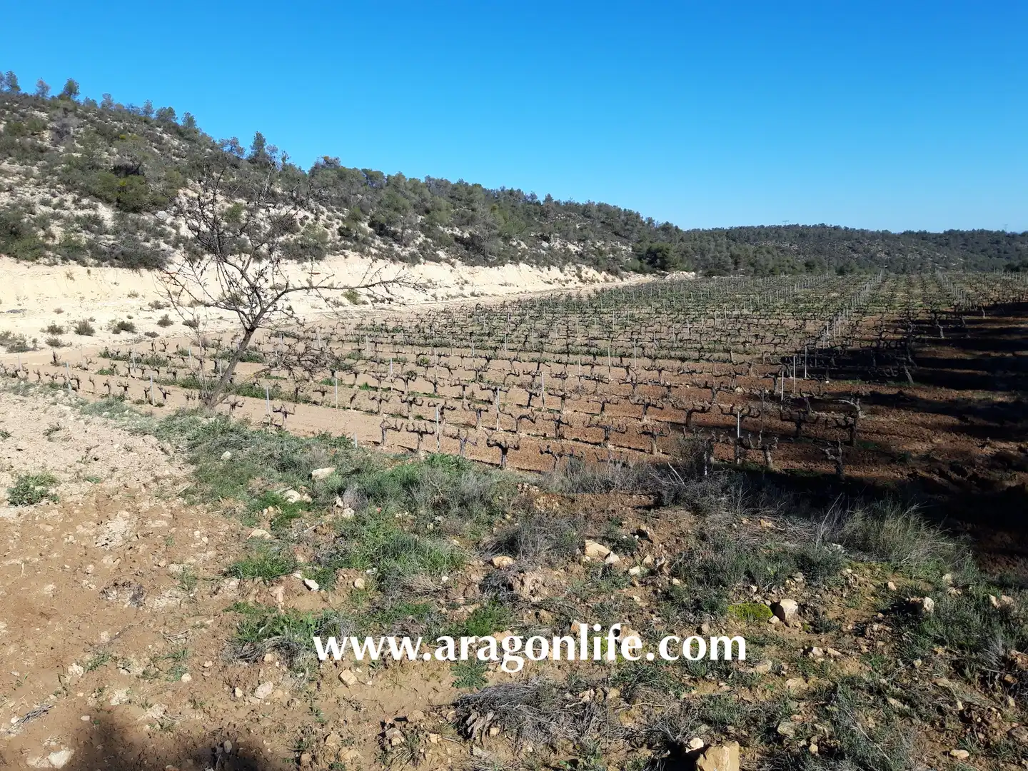 Finca rústica en venta en Nonaspe